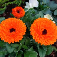 キンセンカの画像