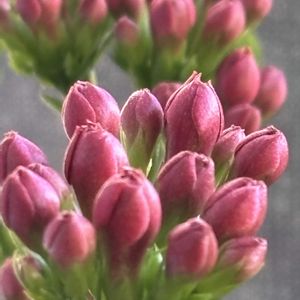 カランコエ,カランコエ,カランコエ,カランコエ,ガーデニングの画像