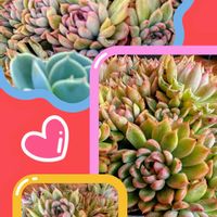 女雛,多肉植物,多肉寄せ植え,可愛い,元気！の画像