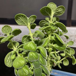 アロマティカス,アロマティカス,アロマティカス,アロマティカス,エアプランツ(チランジア)の画像