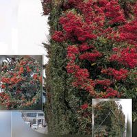 ピラカンサ,プリムラ,リナリア,ローズマリー,ローダンセマムの画像