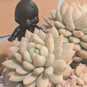 千代田の松,紅稚児,みどり牡丹,ライラックミスト,寄せ植えの画像