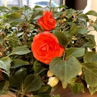 インパチェンス,ジンチョウゲ,花のある暮らし,明治神宮御苑,おうち園芸の画像