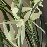 イカリソウ,シュンラン,カンラン,キカタクリの画像