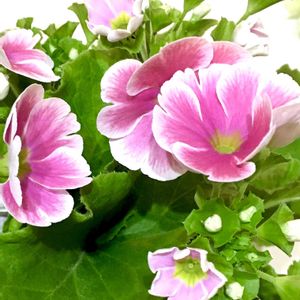 カーネーション,プリムラ,プリムラ・ブルガリス,過去の写真,綺麗の画像