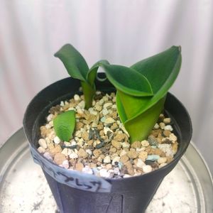 マッソニア　デプレッサ,多肉植物,実生,成長記録の画像