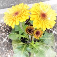 ガーベラ,スイセン,チューリップ,ユリオプスデージー,ロウバイの画像