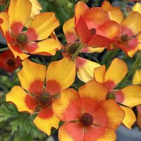 オダマキ,カランコエ,サイネリア,ペラルゴニウム,ラナンキュラスの画像