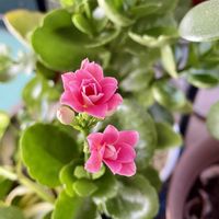 カランコエ,シバザクラ,ヤドリギ,オトメツバキ,お月様の画像