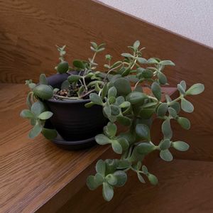 カランコエ,iPhone撮影,階段/廊下の画像