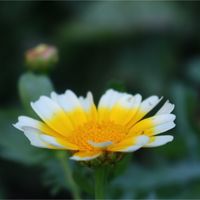 シュンギク,フィカス　ウンベラータ,フィカス　ウンベラータ,春菊,春菊の画像