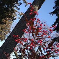 ナンテン,ナンテン,ナンテン,ロウバイ,ロウバイの画像