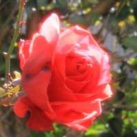 バラ,ドゥフト ボルケ,rose,赤いバラ,殿堂入りバラの画像