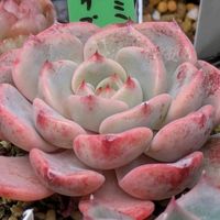 多肉植物,葉挿し,リメ缶,多肉寄せ植え,リメ鉢の画像