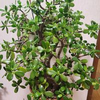 金のなる木,金のなる木,元気回復,リビング・ダイニングの画像