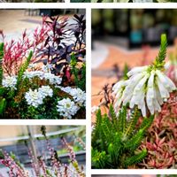 イベリス,カルーナ,マグノリア,エリカ・ホワイトデライト,ヤツデ スパイダーウェブの画像