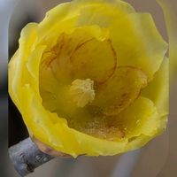 アリッサム,ハーデンベルギア,ロウバイ,ビオラ,フヨウカタバミの画像