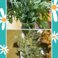 シュンギク,シュンギク,ローズマリー,春菊,春菊の画像