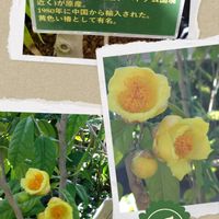 インドボダイジュ,コエビソウ,ヘリコニア,レッドジンジャー,ウナズキヒメフヨウの画像