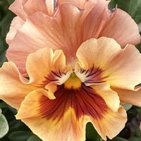 パンジー,スナップエンドウ,スナップえんどう,フリル咲きパンジー　シエルブリエ,フリル咲きパンジー　シエルブリエの画像