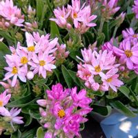 ヘリクリサム,かわいい,可愛い,癒し,今日の一枚の画像