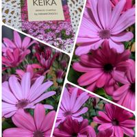 アークトチス,アークトチス,サイネリア,サイネリア,セントポーリアの画像