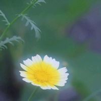 クリスマスローズ,クリスマスローズ,シュンギク,シュンギク,スノードロップの画像