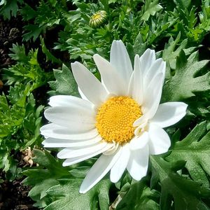 ノースポール,ノースポール,ビオラ,ビオラ,ビオラの画像