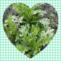 アセビ,シュンギク,スイフヨウの種,お花大好き♡,復興祈願の画像