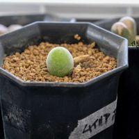 メセン,コノフィツム属,タニラー,その他部屋の画像