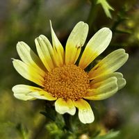 シュンギク,春菊,今日の花,今日のお花,種まき中毒の画像