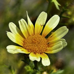 シュンギク,春菊,今日の花,今日のお花,種まき中毒の画像