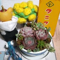 乙女心,虹の玉,レッドベリー,日本水仙,名無しのエケベリアの画像