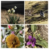 スイセン,スミレ,ビオラ,公園,ｵｹﾂの日の画像