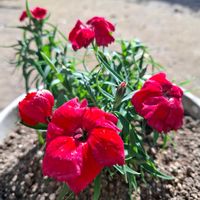 ナデシコ,キュンキュン乙女倶楽部,HTC,燃えるような赤,ナデシコのお花の画像