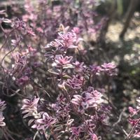 タイム,ハーブ,ベランダの画像