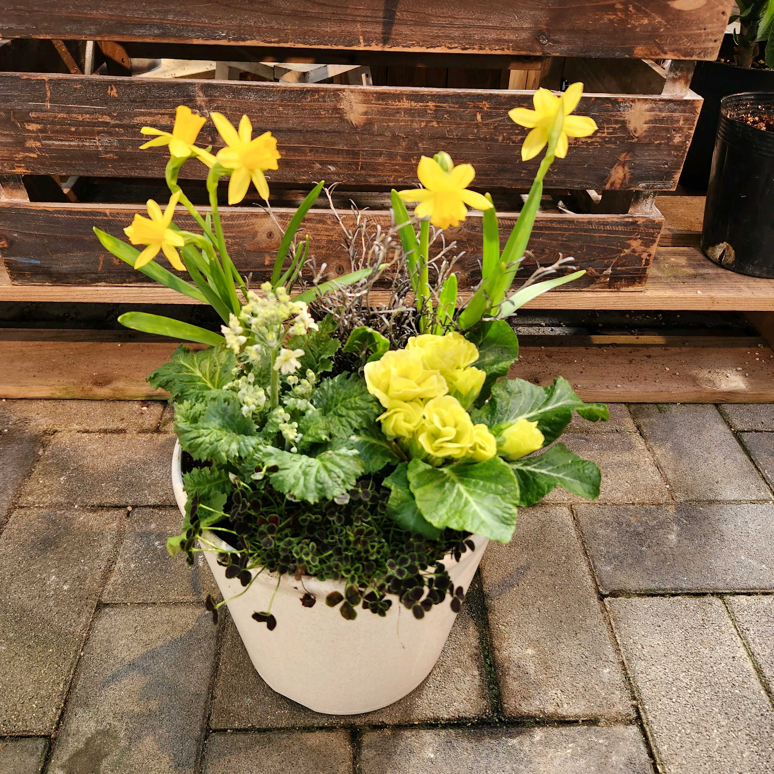 シロツメクサ｜🍀GreenSnap（グリーンスナップ）