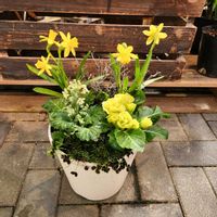 クローバー,スイセン,コロキア・コトネアスター,バラ咲ジュリアン マスカットのジュレ,ウインティ ライムグリーンの画像