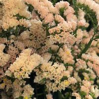 スターチス,ハナハマサジ,多年草,イソマツ科,イソマツ属の画像