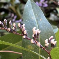 ハーデンベルギアの画像