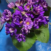 クリスマスローズ,サイネリア,フリージア,プリムラ　ジュリアン,花のある暮らしの画像