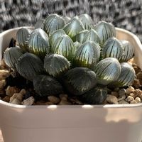 リトープス,リトープス,ハオルチア,巨大赤線レンズ,巨大赤線レンズの画像