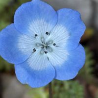 ネモフィラ,散歩,美しく青きドヨウ,おしゃれな土曜日♪,水色の恋♡の画像
