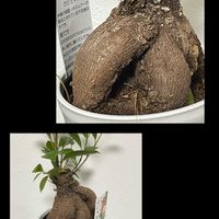 ゼラニウム,ガジュマル,花のある暮らし,新しい仲間,お花大好き♡の画像