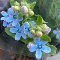 ブルースター,観葉植物,癒し,青い花,グリーンのある暮らしの画像