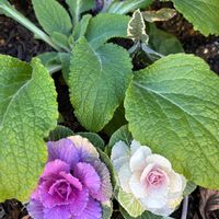 アセビ,アセビ,葉牡丹（はぼたん）,散歩の画像