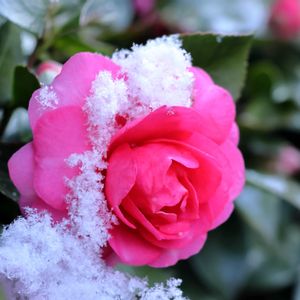 シシガシラ,地植え,小さな庭の画像