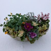 シロタエギク,ヘデラ,ガーデンシクラメン,葉牡丹,ビオラの画像