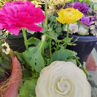 ラナンキュラス,乙女心,寄せ植え,ガーデニング,ピンクの花の画像