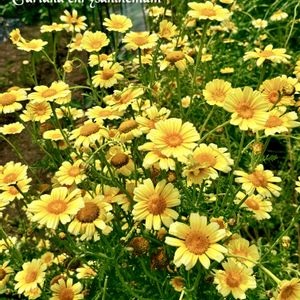 春菊,春菊,ビタミンカラー,꒰ღ˘◡˘ற꒱かわゅ~,実家の畑の画像